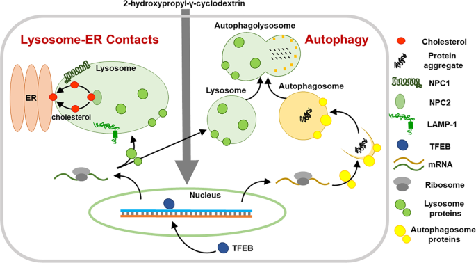 A new regulatory mechanism of STARD1 in Niemann-Pick disease type C (NPC),  discovered