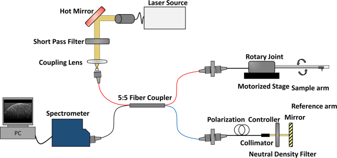 Flexible Endoscopic Micro Optical Coherence Tomography For Three Dimensional Imaging Of The Arterial Microstructure Scientific Reports