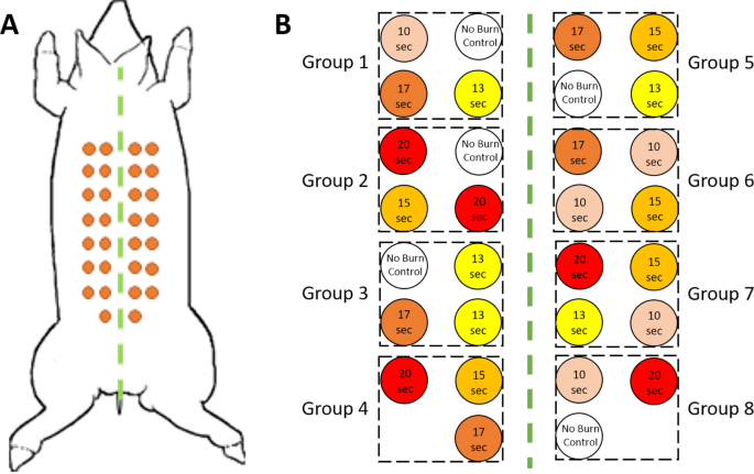 Early visualization of skin burn severity using a topically