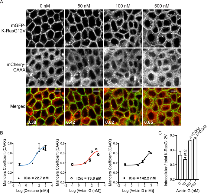 Avicin G Is A Potent Sphingomyelinase Inhibitor And Blocks Oncogenic K And H Ras Signaling Scientific Reports