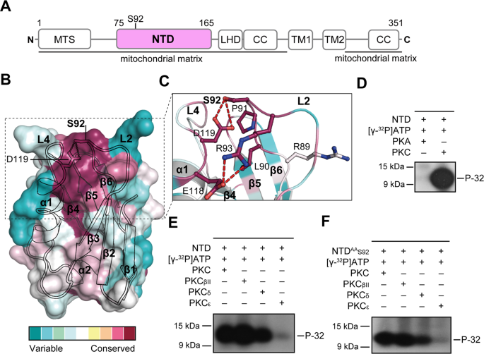 S92 Phosphorylation Induces Structural Changes In The N Terminus Domain Of Human Mitochondrial Calcium Uniporter Scientific Reports