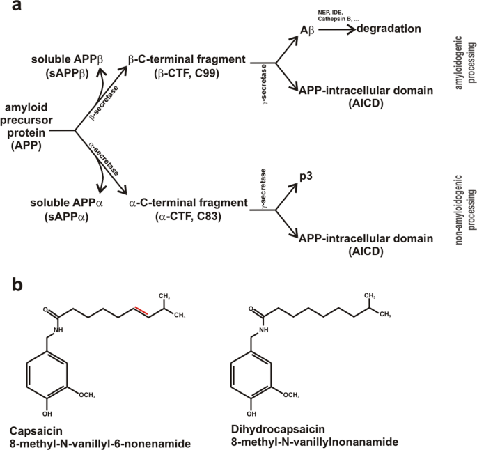 The impact of capsaicinoids on APP processing in Alzheimer's disease in  SH-SY5Y cells | Scientific Reports