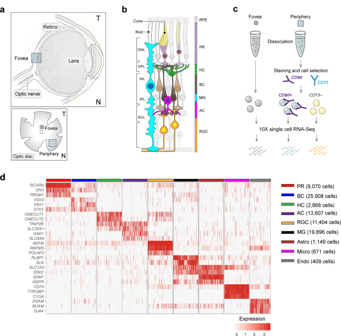 Retina - Gene Vision