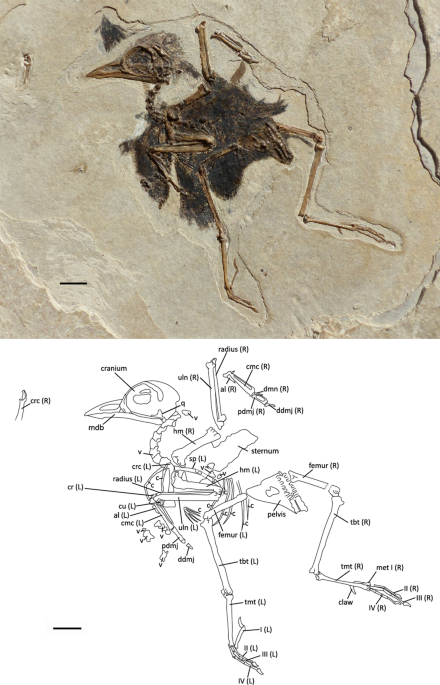 The earliest Tyrannida (Aves, Passeriformes), the of France | Scientific Reports