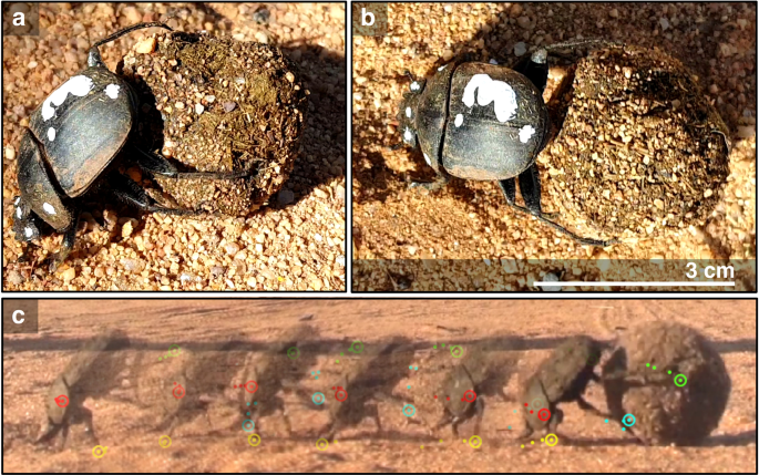 Rules for the Leg Coordination of Dung Beetle Ball Rolling Behaviour |  Scientific Reports