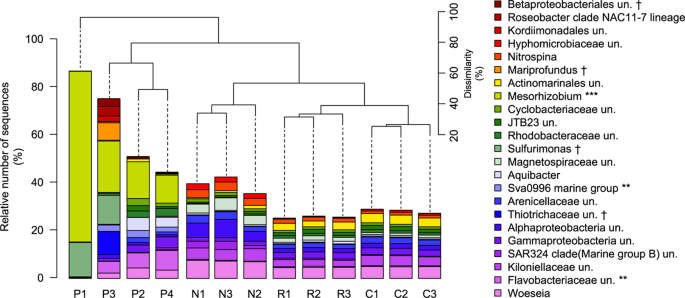 Persistence of plastic debris and its colonization by bacterial communities  after two decades on the abyssal seafloor | Scientific Reports