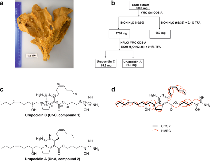 Urupocidin C A New Marine Guanidine Alkaloid Which Selectively Kills Prostate Cancer Cells Via Mitochondria Targeting Scientific Reports