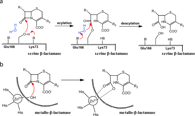 The Hydrolytic Water Molecule Of Class A B Lactamase Relies On The Acyl Enzyme Intermediate Es For Proper Coordination And Catalysis Scientific Reports