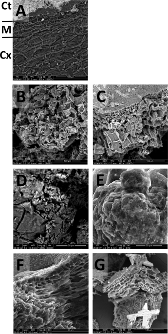 The utilization of seawater for the hydrolysis of macroalgae and subsequent bioethanol fermentation