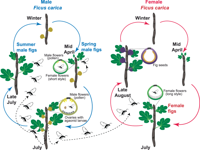 Chemical Signal Is In The Blend Bases Of Plant Pollinator Encounter In A Highly Specialized Interaction Scientific Reports