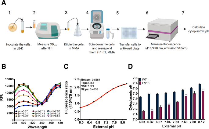 Acidification Of Cytoplasm In Escherichia Coli Provides A Strategy To Cope With Stress And Facilitates Development Of Antibiotic Resistance Scientific Reports