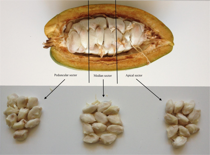 Genetic and environmental links between traits of cocoa beans and pods  clarify the phenotyping processes to be implemented | Scientific Reports