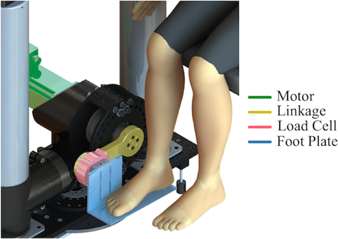 Ankle dorsi- and plantar-flexion torques measured by dynamometry