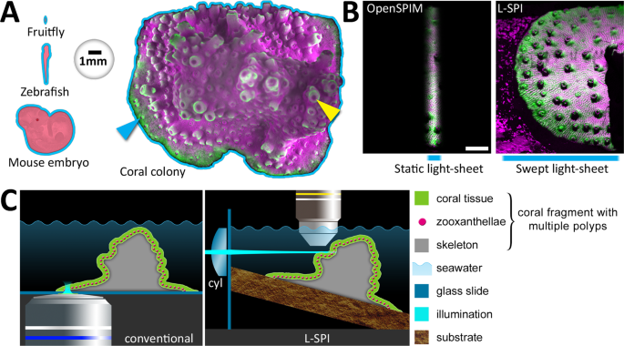 Long-term imaging of the photosensitive, reef-building coral Acropora  muricata using light-sheet illumination | Scientific Reports