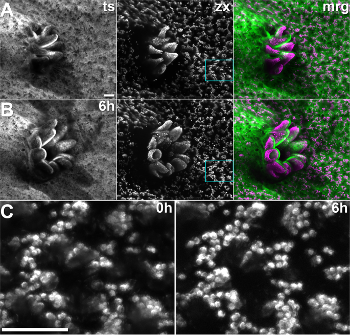 Long-term imaging of the photosensitive, reef-building coral Acropora  muricata using light-sheet illumination