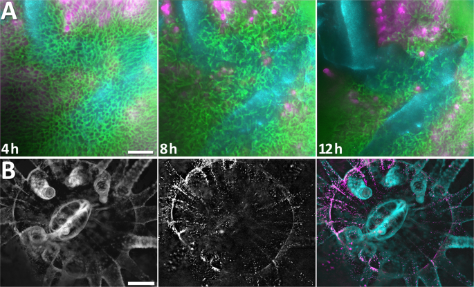 Long-term imaging of the photosensitive, reef-building coral Acropora  muricata using light-sheet illumination