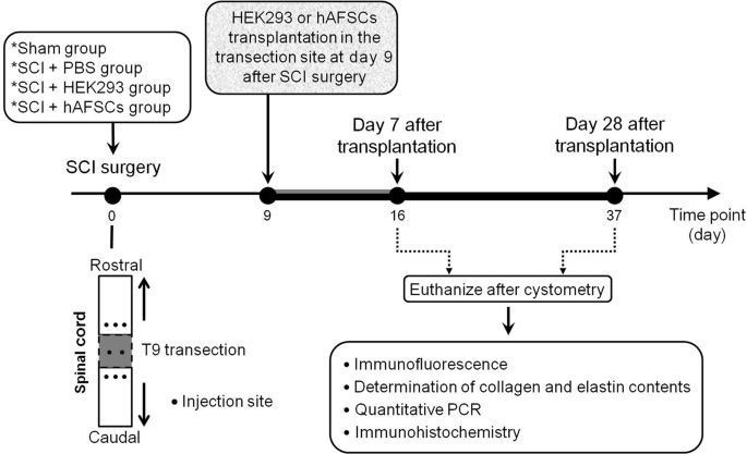 Growth properties of immortalized human bladder smooth muscle cells.