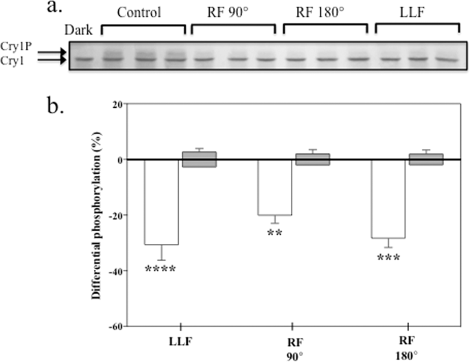 Arabidopsis Cryptochrome Is Responsive To Radiofrequency Rf Electromagnetic Fields Scientific Reports