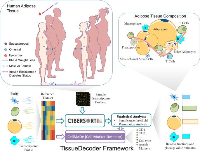 Adipose tissue in health and disease through the lens of its building  blocks | Scientific Reports