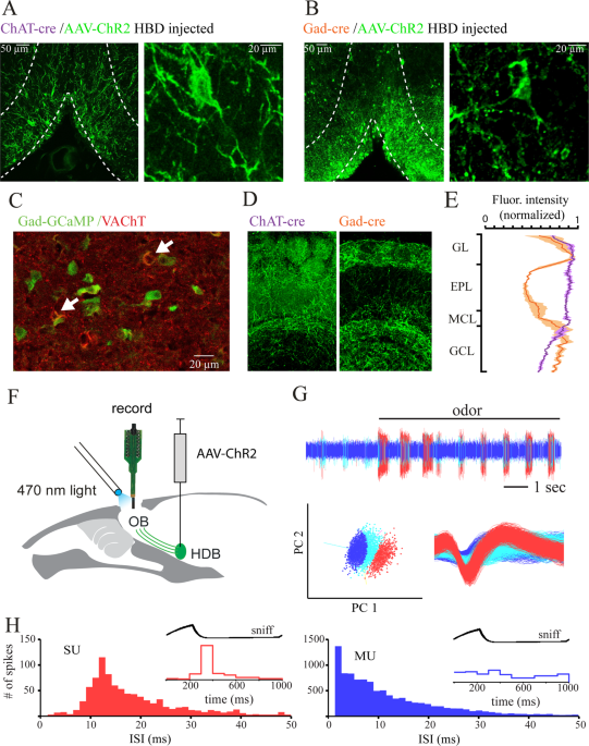 Input Dependent Modulation Of Olfactory Bulb Activity By Hdb Gabaergic Projections Scientific Reports