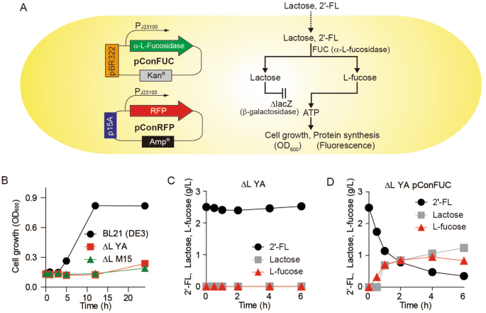 Development Of Fluorescent Escherichia Coli For A Whole Cell Sensor Of 2ʹ Fucosyllactose Scientific Reports