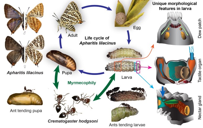 A Collection of Palearctic Blue Butterflies (Various species) with Sci 