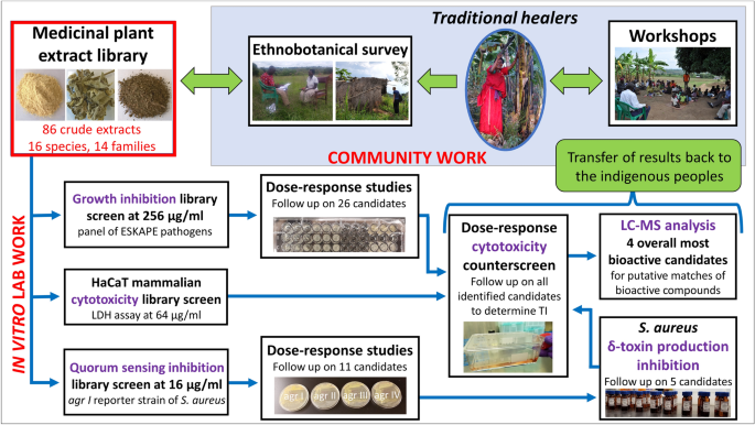 Workshops to learn how to identify medicinal plants and use them