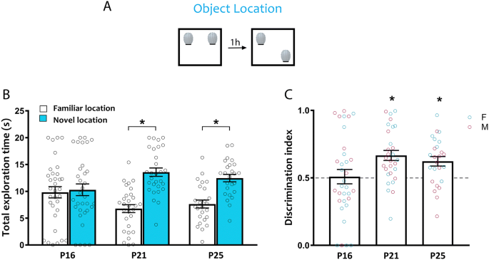 Novel Object Recognition Test 3D