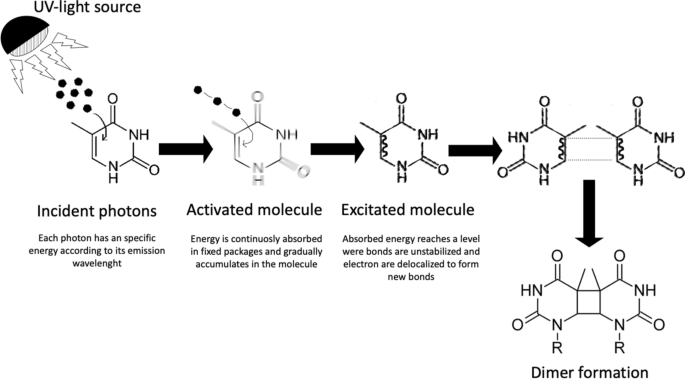 Simplified Modeling Of E Coli Mortality After Genome Damage Induced By Uv C Light Exposure Scientific Reports