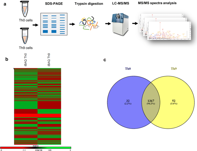 Proteome Analysis Revealed The Essential Functions Of Protein Phosphatase Pp2a In The Induction Of Th9 Cells Scientific Reports