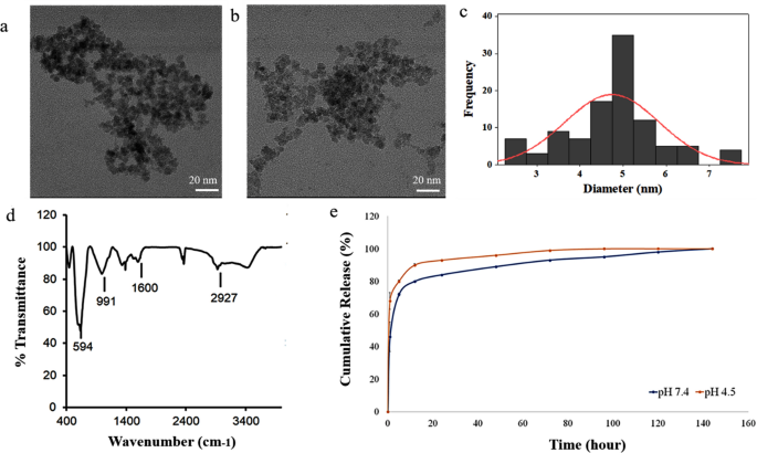 Doxorubicin Loaded Iron Oxide Nanoparticles For Glioblastoma Therapy A Combinational Approach For Enhanced Delivery Of Nanoparticles Scientific Reports