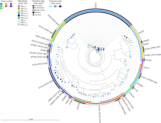 Sequence type diversity and population structure of ESBL-producing