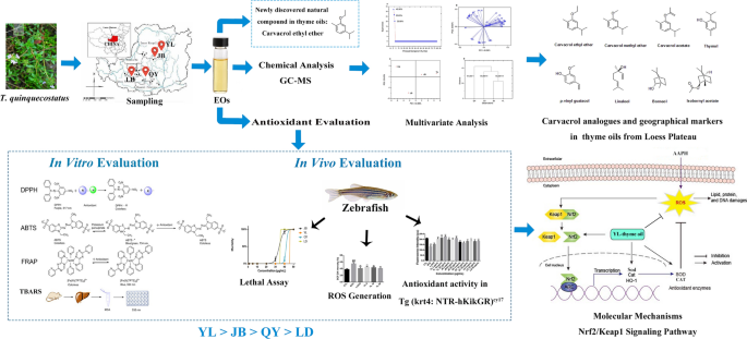 Antioxidant and Cytotoxic Activity of Essential Oils and Their Principal  Components: Spectrophotometric, Voltammetric, and Theoretical Investigation  of the Chelating Effect of Eugenol and Carvacrol