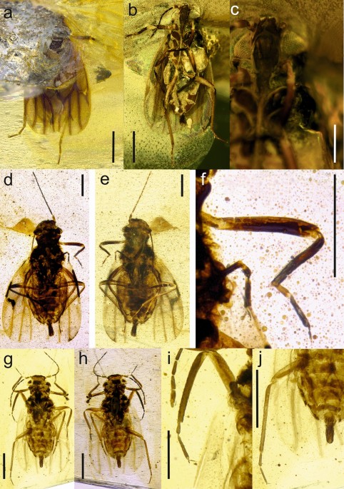 Phylogeny of Higher Taxa in Insecta: Finding Synapomorphies in the Extant  Fauna and Separating Them from Homoplasies