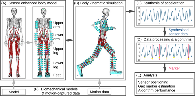 Estimating wearable motion sensor performance from personal biomechanical  models and sensor data synthesis | Scientific Reports