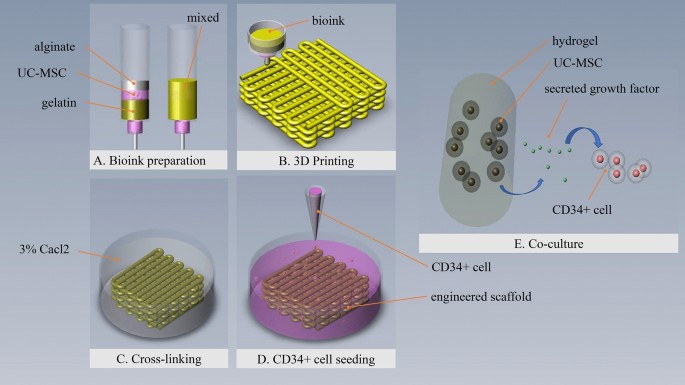 A 3d Engineered Scaffold For Hematopoietic Progenitor Stem Cell Co Culture In Vitro Scientific Reports
