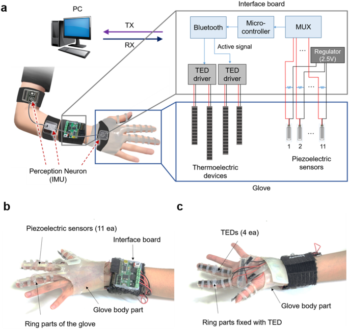 Thermal display glove for interacting with virtual reality | Scientific  Reports