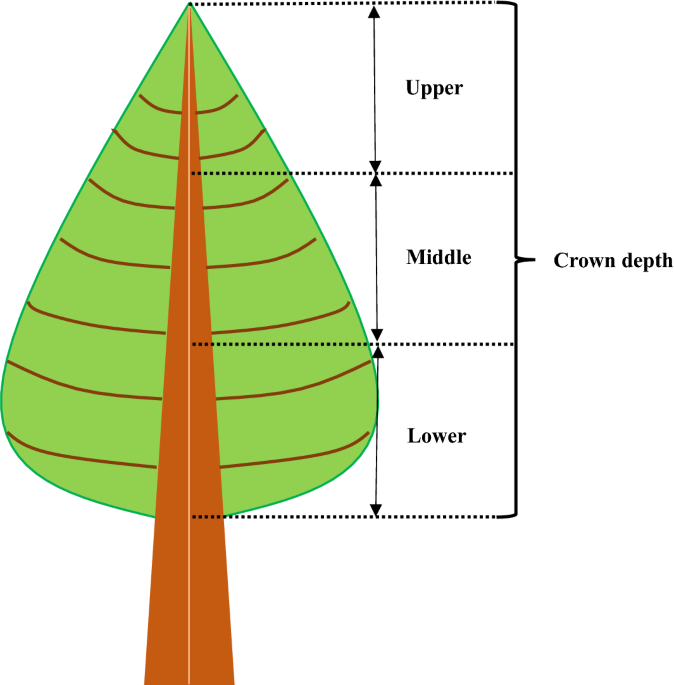 Determination of the most effective design for the measurement of  photosynthetic light-response curves for planted Larix olgensis trees
