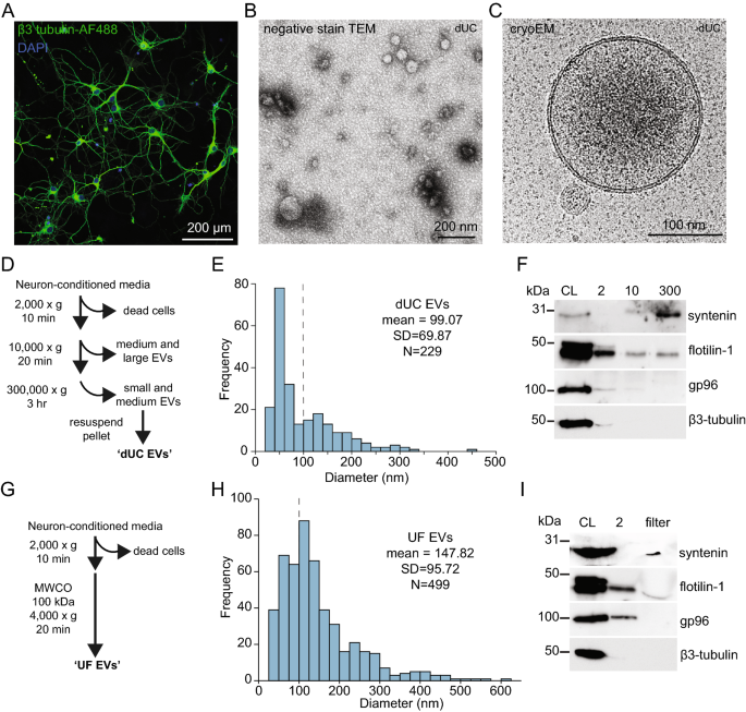 Microdomains Form On The Luminal Face Of Neuronal Extracellular Vesicle Membranes Scientific Reports