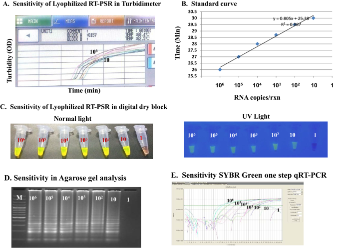 Development of magnetic bead based sample extraction coupled polymerase  spiral reaction for rapid on-site detection of Chikungunya virus |  Scientific Reports