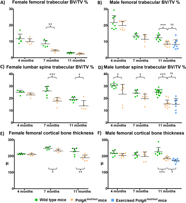 Mitochondrial dysfunction impairs osteogenesis, increases osteoclast activity, and accelerates age related bone loss