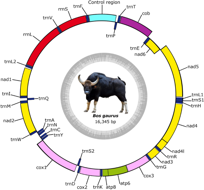 The complete mitochondrial genome of Indian gaur, Bos gaurus and its phylogenetic implications | Scientific Reports The complete mitochondrial genome of Indian gaur, Bos gaurus and its phylogenetic implications | Scientific Reports
