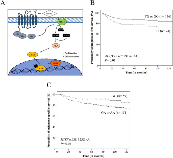 Inherited Variations In Human Pigmentation Related Genes Modulate Cutaneous Melanoma Risk And Clinicopathological Features In Brazilian Population Scientific Reports