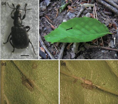 Contradictory effects of leaf rolls in a leaf-mining weevil