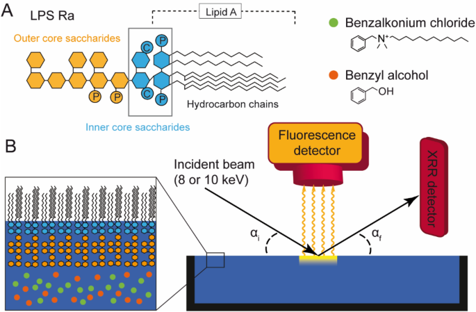 Specific Localisation Of Ions In Bacterial Membranes Unravels Physical Mechanism Of Effective Bacteria Killing By Sanitiser Scientific Reports