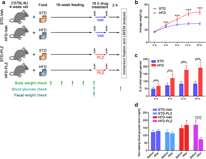 Sodium Glucose Co Transporter Sglt Inhibitor Restores Lost Axonal Varicosities Of The Myenteric Plexus In A Mouse Model Of High Fat Diet Induced Obesity Scientific Reports