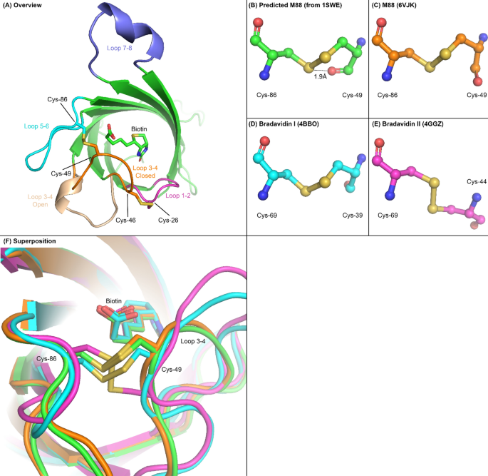 Engineering A Disulfide Gated Switch In Streptavidin Enables Reversible Binding Without Sacrificing Binding Affinity Scientific Reports