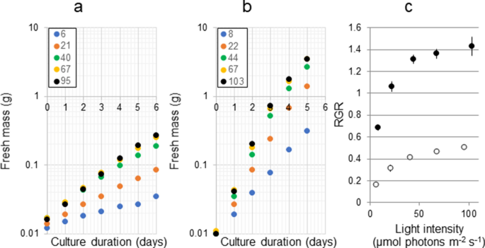 Fourfold daily growth rate in multicellular marine alga Ulva meridionalis | Scientific Reports