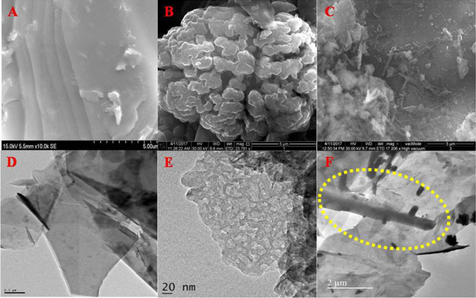 Graphitic Carbon Nitride Graphene Nanoflakes Hybrid System For Electrochemical Sensing Of Dna Bases In Meat Samples Scientific Reports