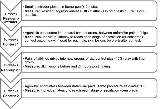 Winner Loser Effects Overrule Aggressiveness During The Early Stages Of Contests Between Pigs Scientific Reports